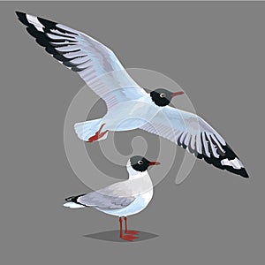 Realistic bird Seagull standing and flying isolated on a grey background. Vector.
