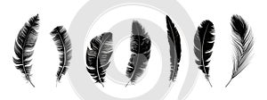 Realistic black feathers. Birds feather, quill swan or crow plumage elements. Decorative isolated fluffy boho symbols