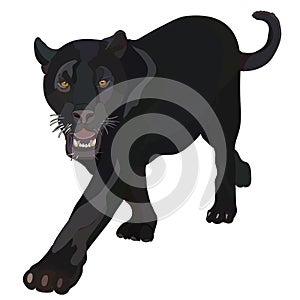 Realistic black panther in vector