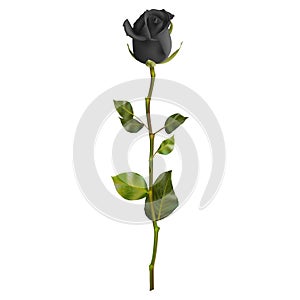 Realistic Black rose. EPS 10