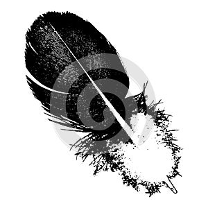 Realistic black and white feather bird silhouette. Vector EPS10