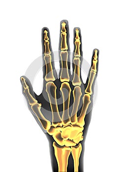 Realistic black and yellow transparente human hand skeleton