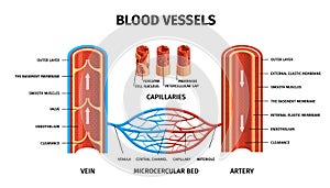 Realistic Blood Vessels Arteries Veins Infographic