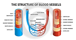 Realistic Blood Vessels Artery And Vein Composition