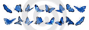 Realistic blue butterflies. Flying butterfly, isolated bright insects collection. Decorative spring summer forest and