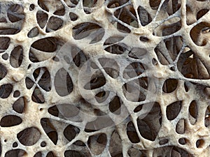 Realistic bone spongy structure close-up, bone texture affected by osteoporosis