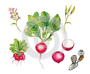 Realistic botanic watercolor illustration of red radish Raphanus sativus