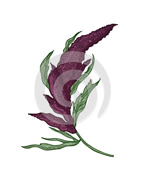 Realistic botanical drawing of quinoa or amaranth plant with blooming plant or inflorescence. Cultivated grain crop photo