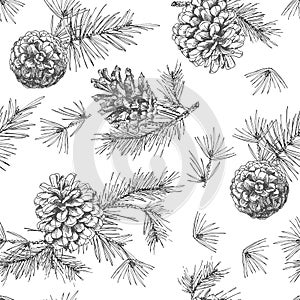 Realistic botanical ink sketch of fir tree branches with pine cone on white background. Vector illustrations