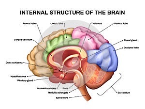 Realistic Brain Anatomy photo
