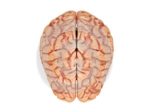 Realistic brain from side or front view isolated on a white background 3d rendering photo