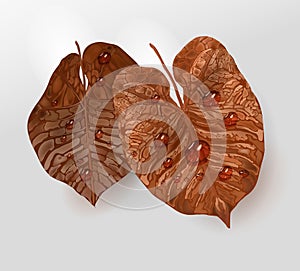 Realistic brown-yellow leaf elements with water drops, dew. vector sheet element isolated for design