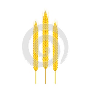 Realistic bunch of wheat, oats or barley isolated on white background. Vector stock illustration