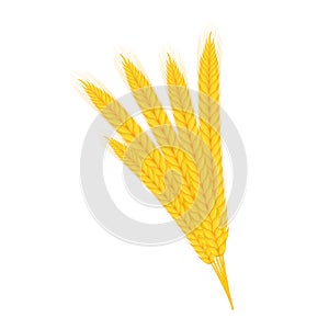 Realistic bunch of wheat, oats or barley isolated on white background. Vector stock illustration