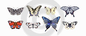 Realistic butterflies drawings set. Different moths species drawn in vintage style. Flying insects with wings. Beautiful