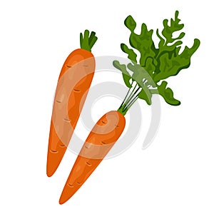 Realistic carrot with leaves in a flat style isolated on white background. Organic eco vegetable for salads. Vector