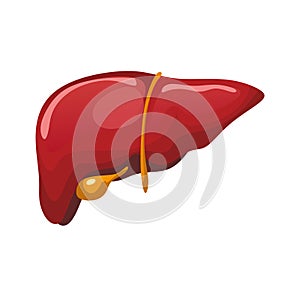 Realistic cartoon liver icon isolated on white background