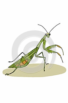 Realistic cartoon  mantis illustration drawing,isolated.Coloring.
