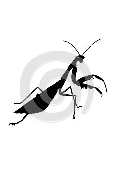 Realistic cartoon  mantis shadow illustration drawing,isolated.Coloring.