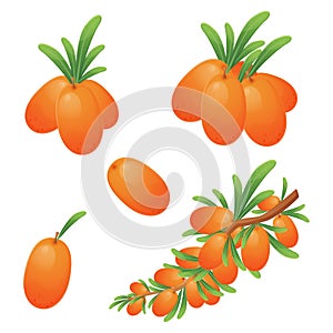 Realistic Cartoon Style Vector Illustration of Sea Buckthorn Berry Branches and Clusters Isolated on White Background