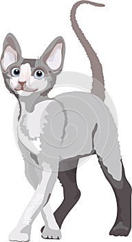 Realistic cat illustration