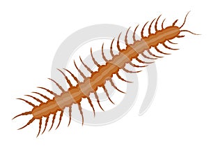 Realistic centipede vector illustration