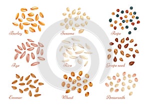 Realistic cereal grains and oil seeds vector set