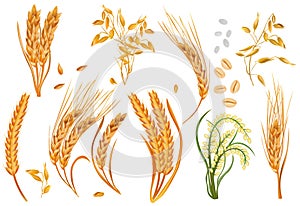Realistic cereals barley, ears wheat, oats, rise on white background. Organic product, agriculture. 3D Vector