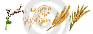 Realistic cereals. Oat wheat rice and barley ears, 3D agricultural healthy food and harvest seeds. Vector isolated crops