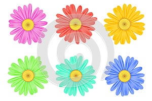 Realistic chamomile daisy flower icon collection