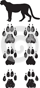 Realistic cheetah tracks or footprints