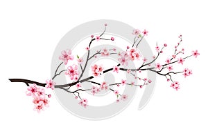 Realistic Cherry blossom branch. Cherry blossom with pink Sakura flower vector. Japanese Cherry blossom vector. Sakura branch with