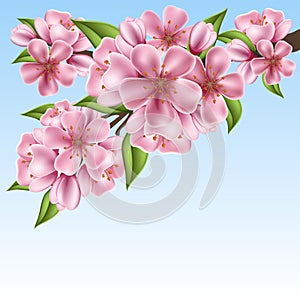 Realistic cherry tree branch with pink flowers for spring