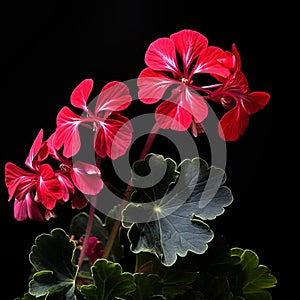 Realistic Chiaroscuro Lighting: Stunning Geranium Flowers In Black And Red