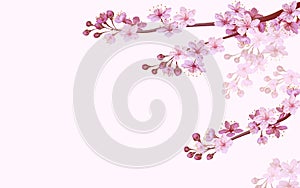 Realistic chinese pink sakura background on soft rose background. Oriental pattern flower blossom spring background. 3D photo