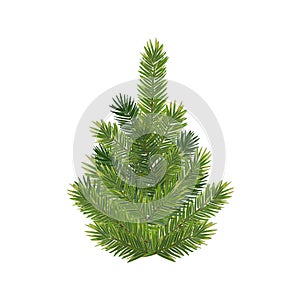 Realistic christmas tree and fluffy green pine tree branch