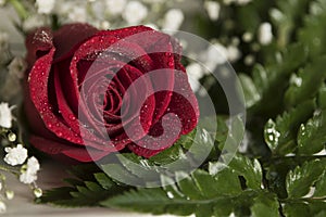 Real Single red rose closeup romantic wedding valentine setting with water droplets