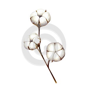 Realistic cotton flower branch. Watercolor hand drawn white fluffy clipart isolated on background. Christmas, winter and