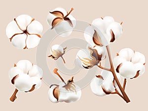 Realistic cotton flowers. Dry fiber ball flower seed plant branch cottons boll crop closeup natural raw blossom fluffy