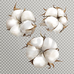 Realistic cotton flowers ripe opened boll seed