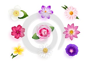 Realistic crocus flowers. Realist isolated daisy flower top view, opening lotus saffron jasmine camellia bud wedding