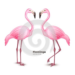 Vector realistic 3d pink flamingo set photo