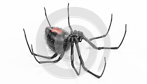3D Render of Black Widow Spider