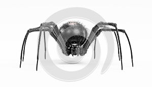 3D Render of Black Widow Spider