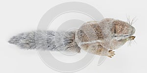 3D Render of Cape Squirrrel