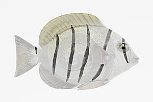 3d Render of Convict Tang Fish