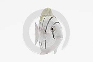 3d Render of Convict Tang Fish