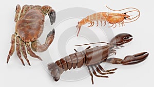 3D Render of Crustacean Edible