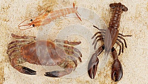 3D Render of Crustacean Edible