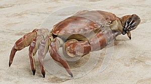 3D Render of Edible Crab